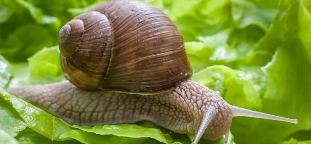 pomatia-burgundy-snails