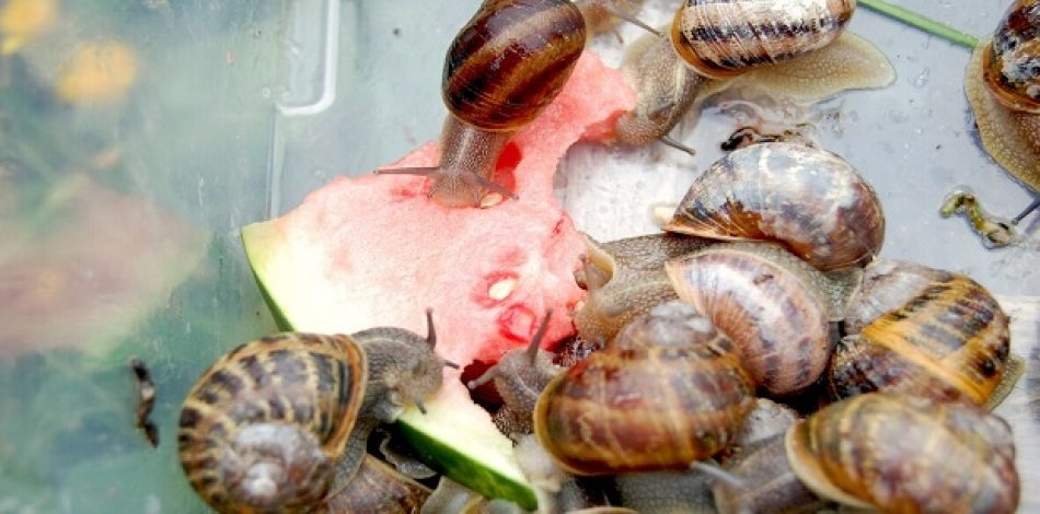 snail feeding